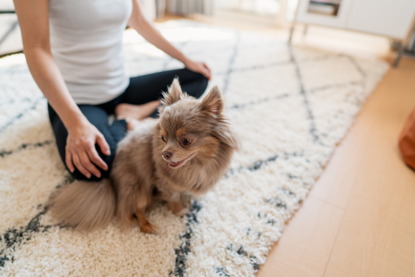 Como a Meditação e a Yoga Podem Ser Benéficas para os Nossos Amigos Animais