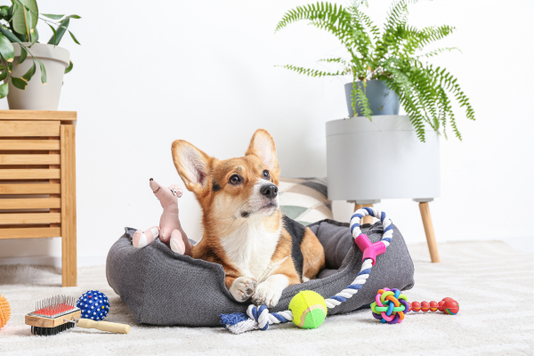 Saúde Pet em Foco: Uma Abordagem Natural para o Bem-Estar do Seu Animal