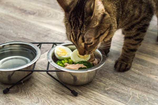 Desvendando Alergias Felinas: Alimentos Naturais como Aliados